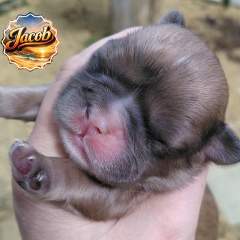 chiot Bouledogue francais ? Finn Élevage de la famille dog étoilée