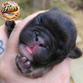 chiot Bouledogue francais ? Finn Élevage de la famille dog étoilée