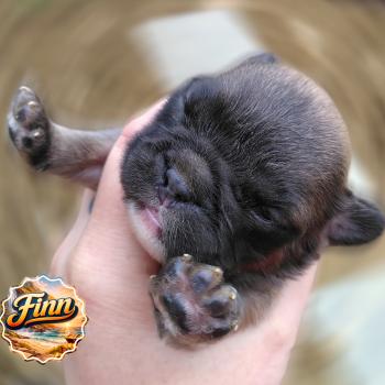 chiot Bouledogue francais ? Finn Élevage de la famille dog étoilée