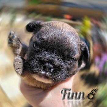chiot Bouledogue francais ? Finn Élevage de la famille dog étoilée