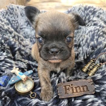 chiot Bouledogue francais Fluffy Fauve rouge masque noir Finn Élevage de la famille dog étoilée