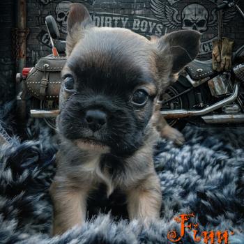 chiot Bouledogue francais Fluffy Fauve rouge masque noir Finn Élevage de la famille dog étoilée