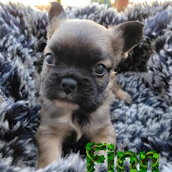 chiot Bouledogue francais Fluffy Fauve rouge masque noir Finn Élevage de la famille dog étoilée