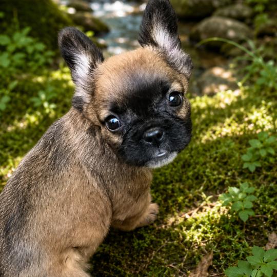 Finn Mâle Bouledogue francais