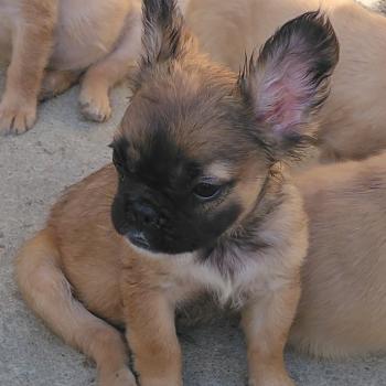 chiot Bouledogue francais Fluffy Fauve rouge masque noir Finn Élevage de la famille dog étoilée