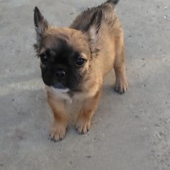 chiot Bouledogue francais Fluffy Fauve rouge masque noir Finn Élevage de la famille dog étoilée