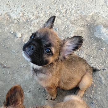 chiot Bouledogue francais Fluffy Fauve rouge masque noir Finn Élevage de la famille dog étoilée