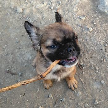 chiot Bouledogue francais Fluffy Fauve rouge masque noir Finn Élevage de la famille dog étoilée