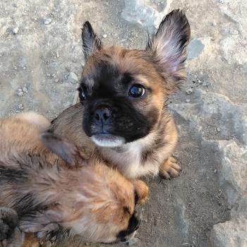 chiot Bouledogue francais Fluffy Fauve rouge masque noir Finn Élevage de la famille dog étoilée