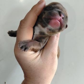 chiot Bouledogue francais Fauve merle Hunter Élevage de la famille dog étoilée