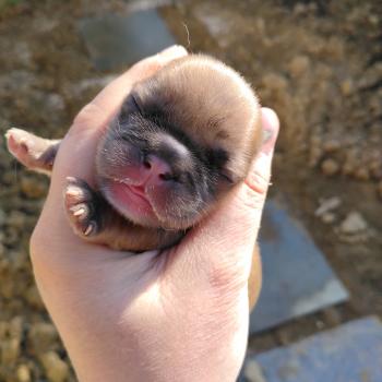 chiot Bouledogue francais Merle Hunter Élevage de la famille dog étoilée