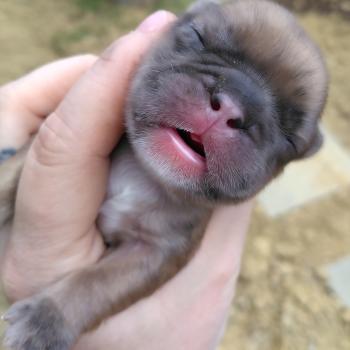 chiot Bouledogue francais Merle Hunter Élevage de la famille dog étoilée