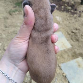 chiot Bouledogue francais Merle Hunter Élevage de la famille dog étoilée