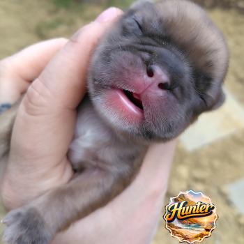 chiot Bouledogue francais Merle Hunter Élevage de la famille dog étoilée