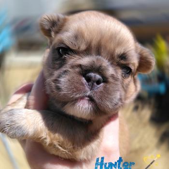 chiot Bouledogue francais Merle Hunter Élevage de la famille dog étoilée