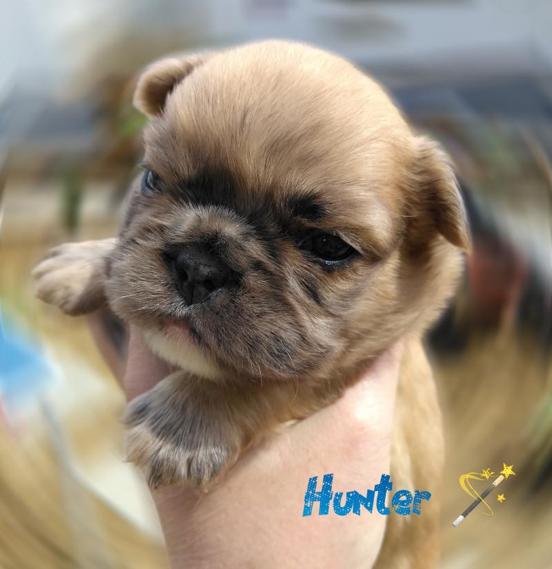 Hunter Mâle Bouledogue francais