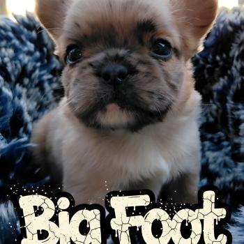 chiot Bouledogue francais Fluffy Fauve Merle Hunter Élevage de la famille dog étoilée