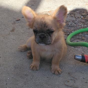 chiot Bouledogue francais Fluffy Fauve Merle Big Foot Élevage de la famille dog étoilée