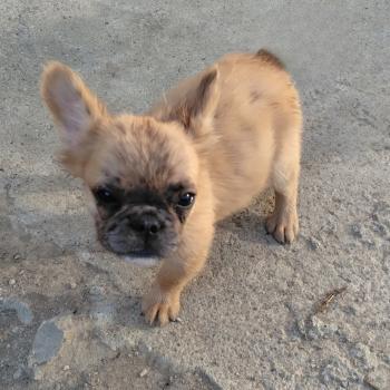chiot Bouledogue francais Fluffy Fauve Merle Big Foot Élevage de la famille dog étoilée