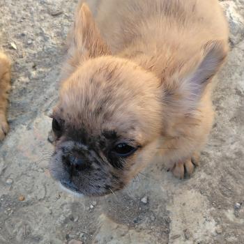 chiot Bouledogue francais Fluffy Fauve Merle Big Foot Élevage de la famille dog étoilée