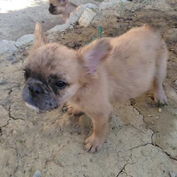 chiot Bouledogue francais Fluffy Fauve Merle Big Foot Élevage de la famille dog étoilée