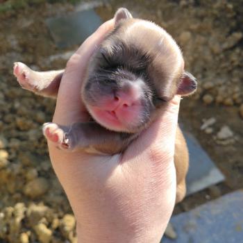chiot Bouledogue francais Merle Jacob Élevage de la famille dog étoilée