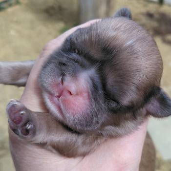chiot Bouledogue francais Merle Jacob Élevage de la famille dog étoilée