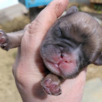 chiot Bouledogue francais Merle Jacob Élevage de la famille dog étoilée