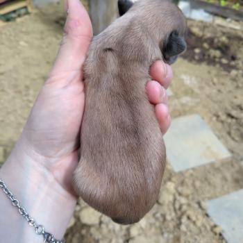 chiot Bouledogue francais Merle Jacob Élevage de la famille dog étoilée