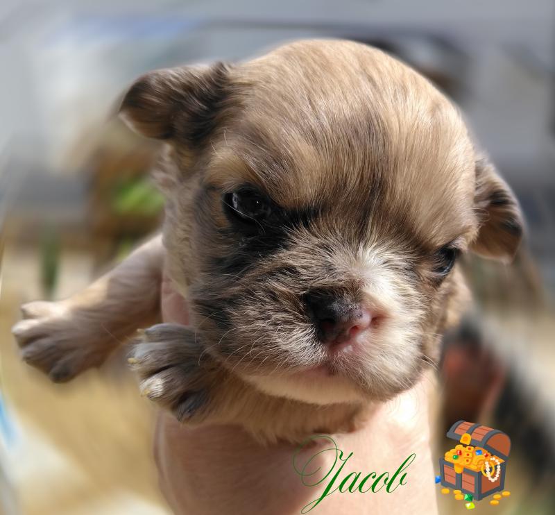 Jacob Mâle Bouledogue francais