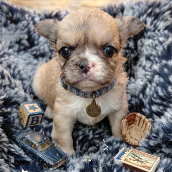 chiot Bouledogue francais Fluffy Fauve Merle Jacob Élevage de la famille dog étoilée