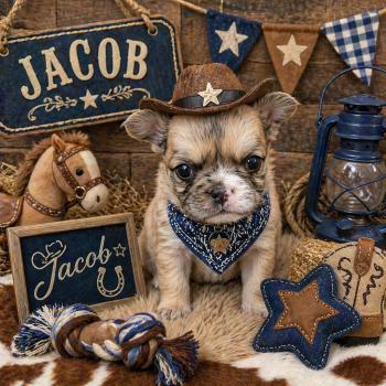 chiot Bouledogue francais Fluffy Fauve Merle Jacob Élevage de la famille dog étoilée