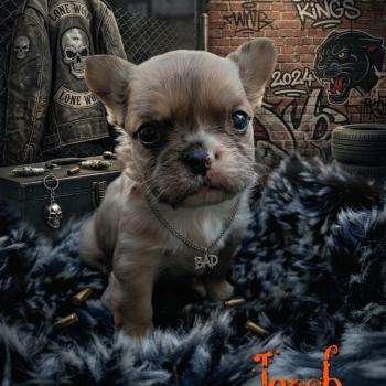 chiot Bouledogue francais Fluffy Fauve Merle Jacob Élevage de la famille dog étoilée