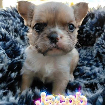 chiot Bouledogue francais Fluffy Fauve Merle Jacob Élevage de la famille dog étoilée