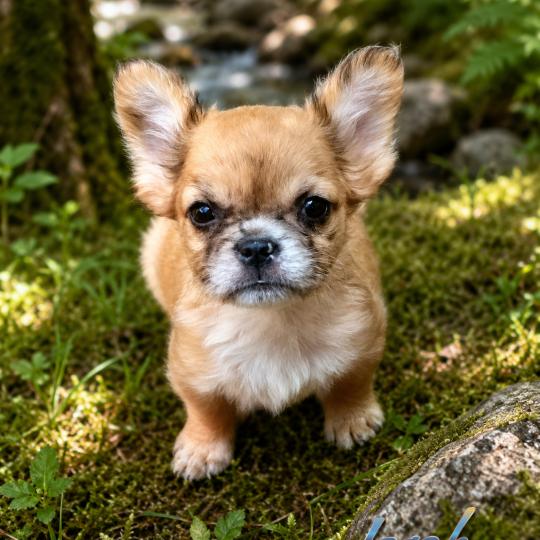 Jacob Mâle Bouledogue francais