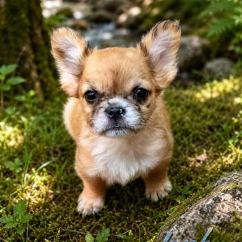 chiot Bouledogue francais Fluffy Fauve Merle Jacob Élevage de la famille dog étoilée