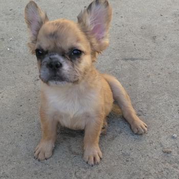 chiot Bouledogue francais Fluffy Fauve Merle Jacob Élevage de la famille dog étoilée