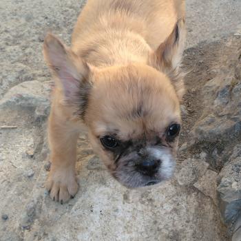 chiot Bouledogue francais Fluffy Fauve Merle Jacob Élevage de la famille dog étoilée