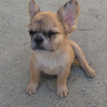 chiot Bouledogue francais Fluffy Fauve Merle Jacob Élevage de la famille dog étoilée