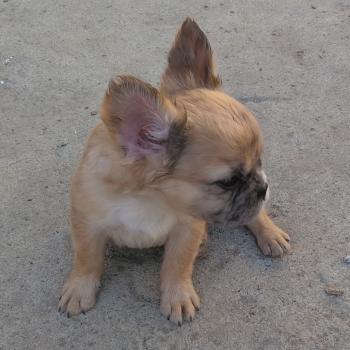 chiot Bouledogue francais Fluffy Fauve Merle Jacob Élevage de la famille dog étoilée
