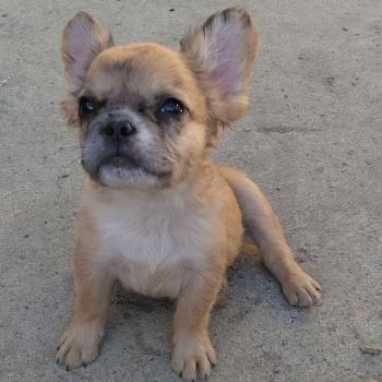 chiot Bouledogue francais Fluffy Fauve Merle Jacob Élevage de la famille dog étoilée