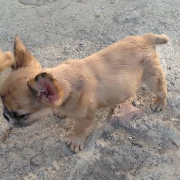 chiot Bouledogue francais Fluffy Fauve Merle Jacob Élevage de la famille dog étoilée