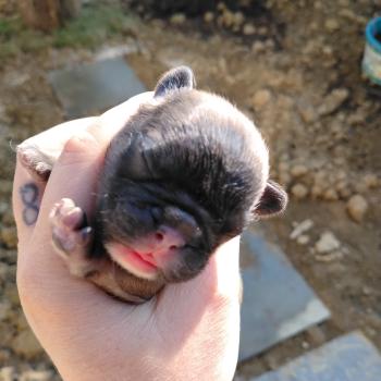 chiot Bouledogue francais ? Kyle Élevage de la famille dog étoilée