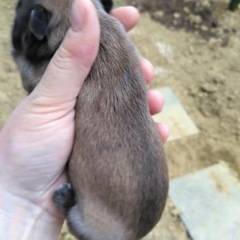 chiot Bouledogue francais ? Kyle Élevage de la famille dog étoilée