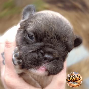 chiot Bouledogue francais ? Kyle Élevage de la famille dog étoilée
