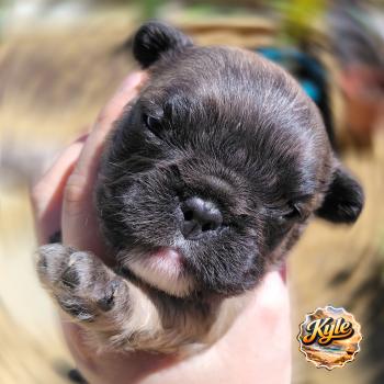 chiot Bouledogue francais ? Kyle Élevage de la famille dog étoilée