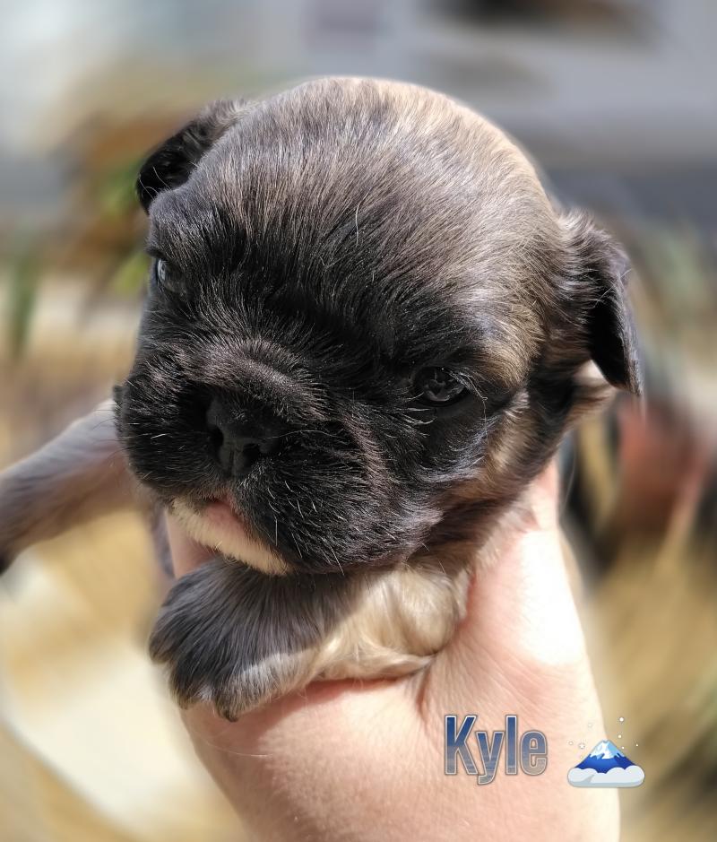 Kyle Mâle Bouledogue francais