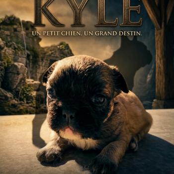 chiot Bouledogue francais Fluffy Fauve masque noir Kyle Élevage de la famille dog étoilée