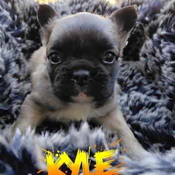 chiot Bouledogue francais Fluffy Fauve masque noir Kyle Élevage de la famille dog étoilée