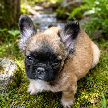 chiot Bouledogue francais Fluffy Fauve masque noir Kyle Élevage de la famille dog étoilée